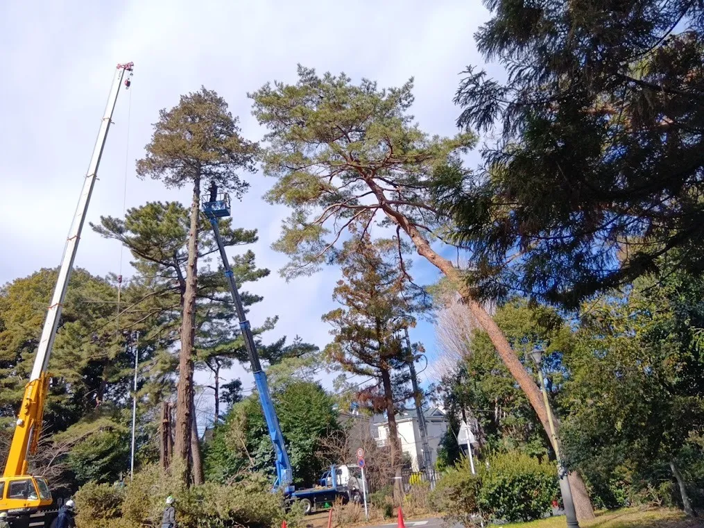 R6 大宮公園樹木管理業務委託