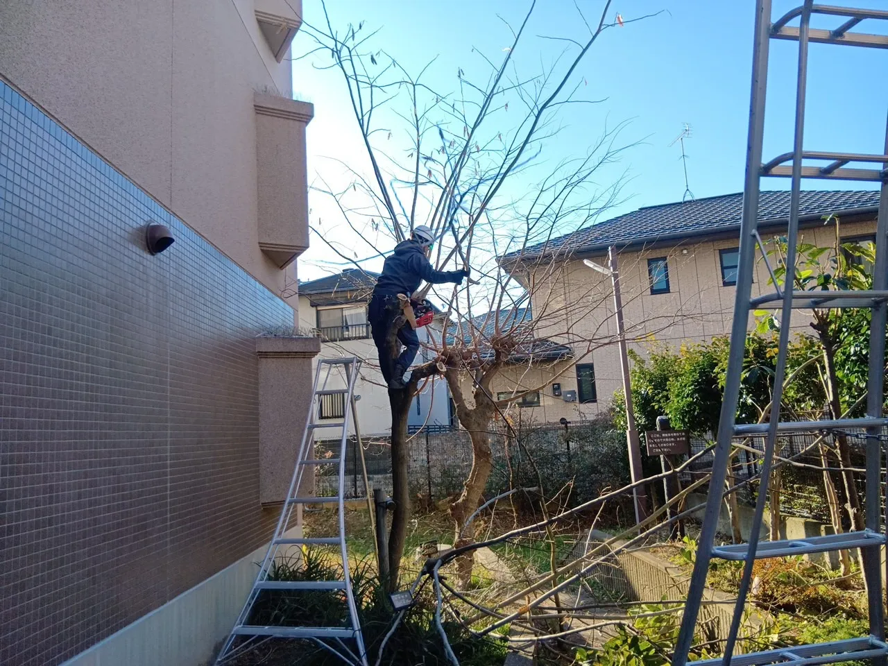 埼玉県住宅供給公社 樹木剪定